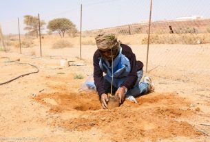 Nel Sahara Occidentale si piantano alberi al posto delle mine antiuomo