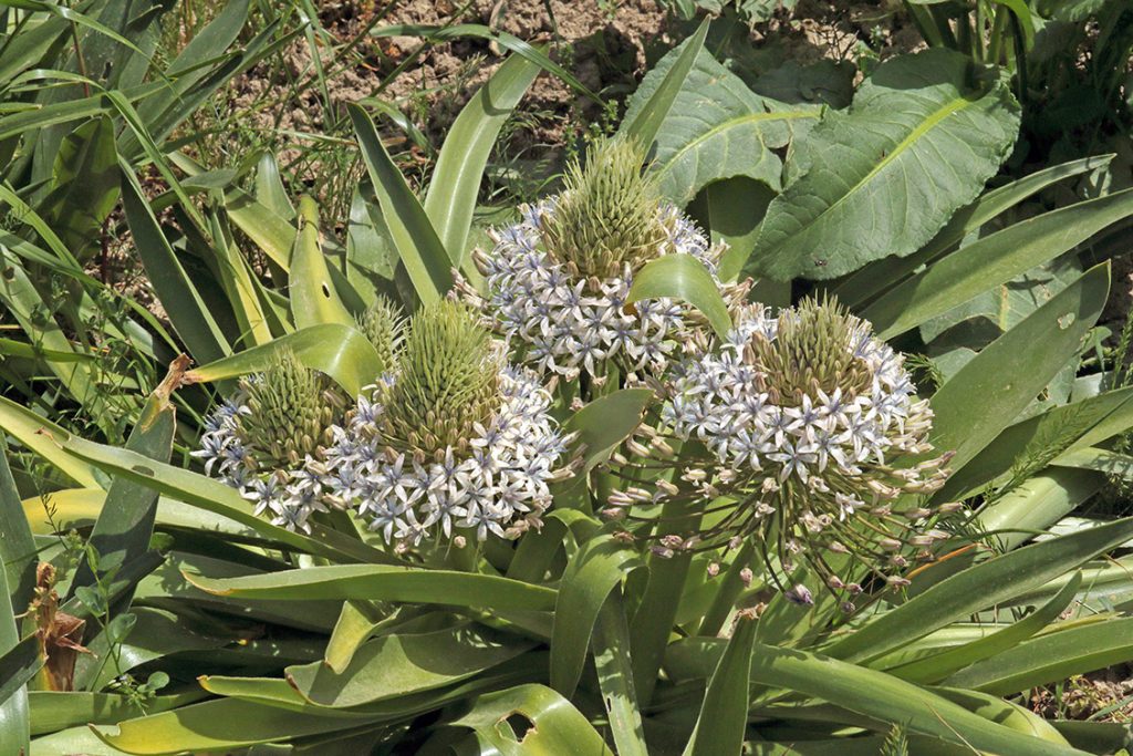 Giardino Brassica tineoi le piante endemiche 