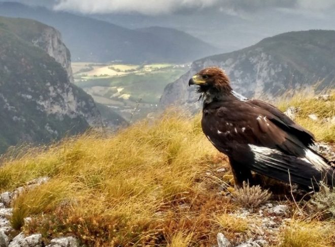 L’aquila Gaia e il progetto di un mega impianto eolico: è allarme per gli ecosistemi del Casentino