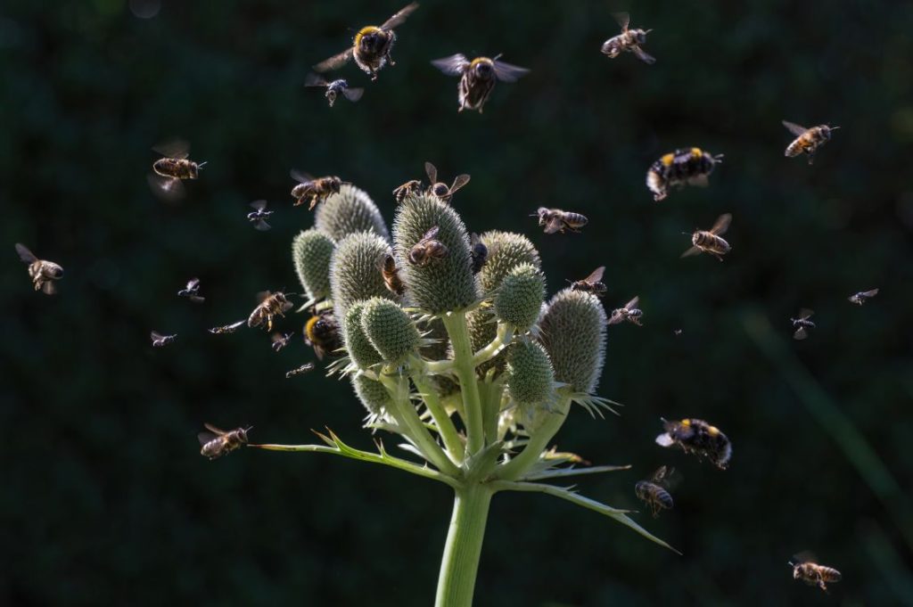 api e biodiversità