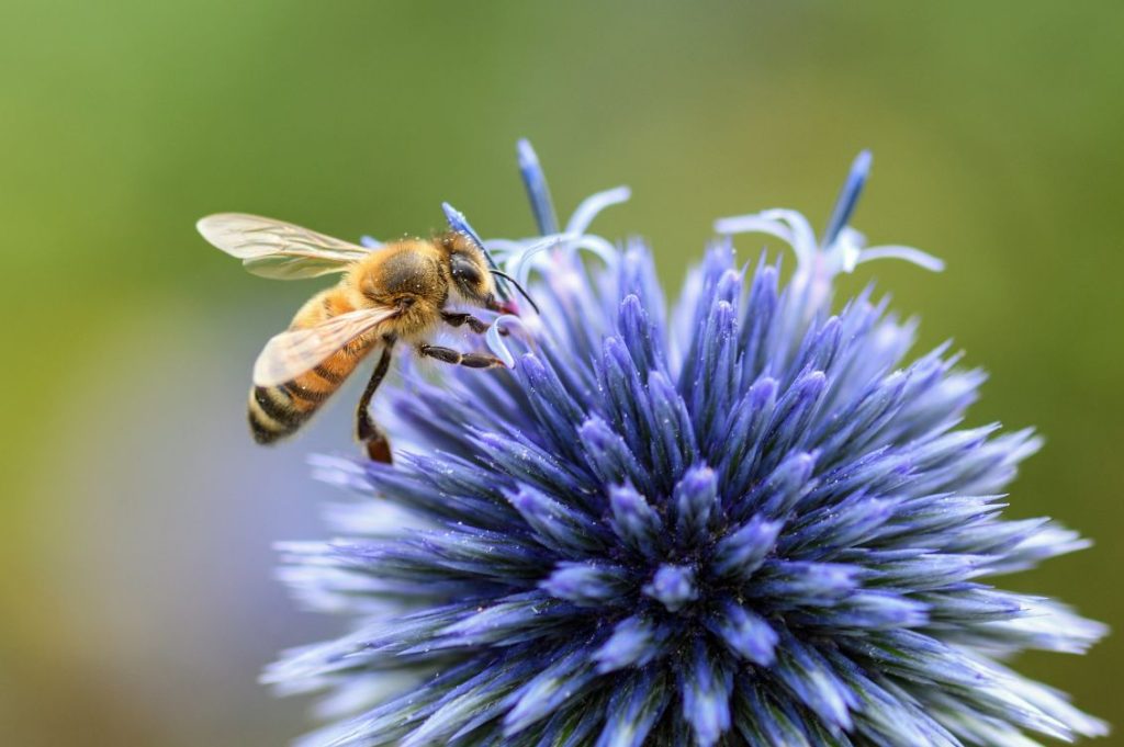 api e biodiversità
