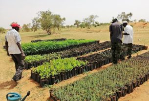 Quegli alberi che in Senegal fanno fiorire biodiversità e fermano la desertificazione