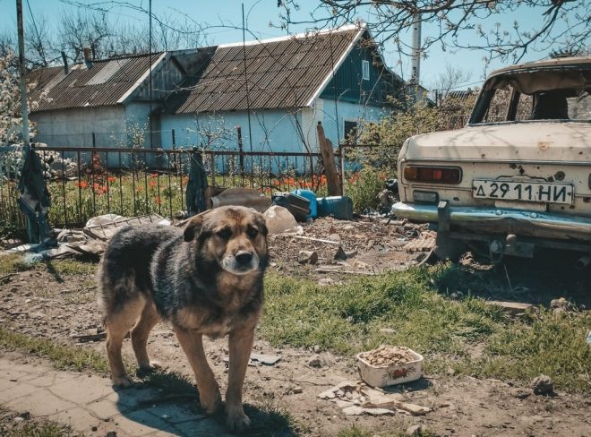 Save the Dogs: “Così abbiamo aiutato persone e animali in fuga dalla guerra”