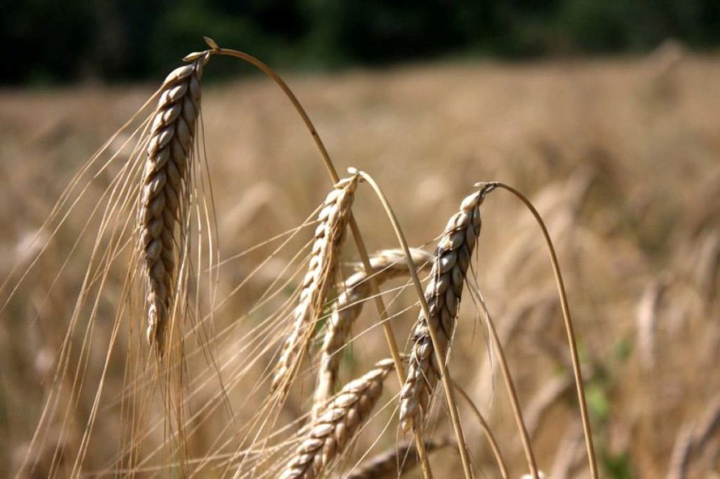 trebbiatura farro