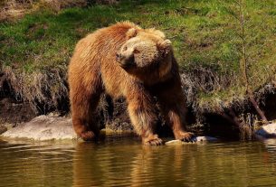 Conoscere per coesistere: la vicenda di JJ4 e i tanti interrogativi sugli orsi oggi