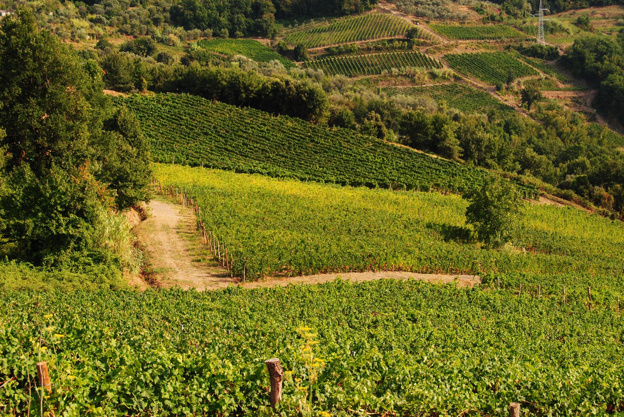 vigneti