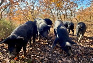 Rivalorizzare e preservare la biodiversità attraverso il recupero di antichi vitigni autoctoni ed un’antica razza di maiali neri