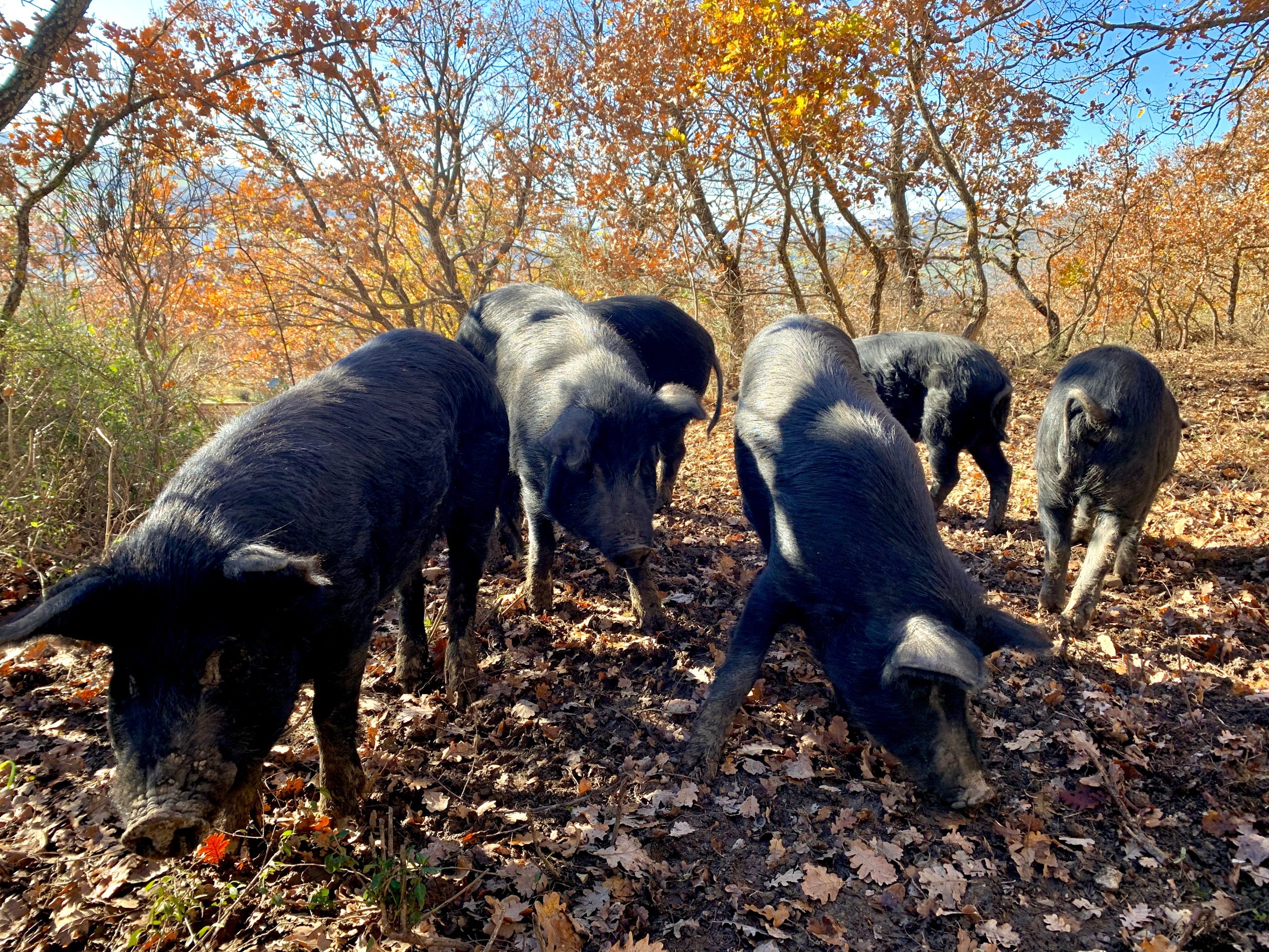 Rivalorizzare e preservare la biodiversità attraverso il recupero di antichi vitigni autoctoni ed un’antica razza di maiali neri