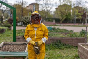 Il Giardino degli Impollinatori: dove i cittadini coltivano le piante mellifere per nutrire le api