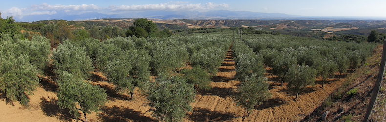 Pata Antonio Azienda Agricola