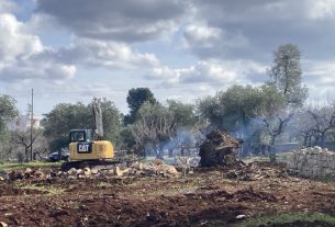 Xylella: secondo il TAR gli abbattimenti sono illegali se esistono delle alternative