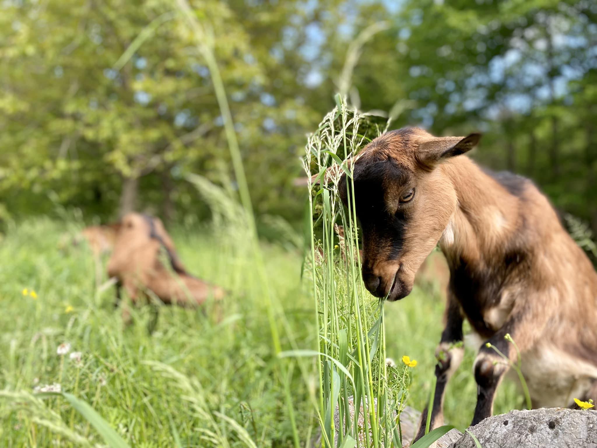 il fauno 2