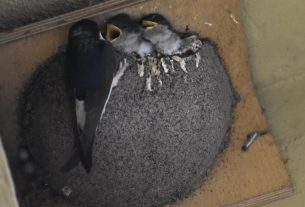 A La Spezia i condomini fanno ricostruire i nidi danneggiati e i balestrucci tornano a nidificare