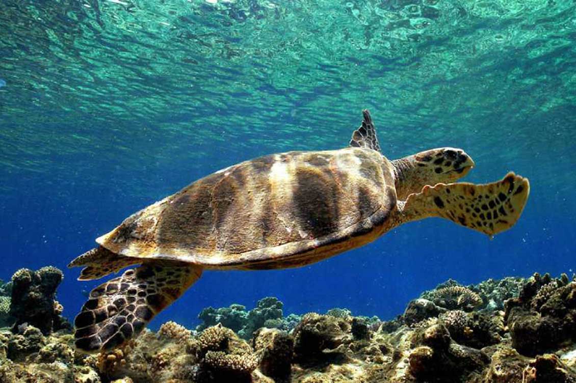 In Sicilia Record Di Nidi Di Tartaruga Caretta Caretta Un Traguardo In Sicilia Record Di Nidi Di Tartaruga Caretta Caretta Un Traguardo