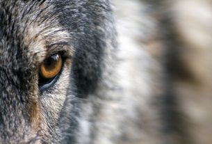 Il ritorno del lupo: “Le istituzioni comunichino ad adulti e bambini il rispetto verso i selvatici”