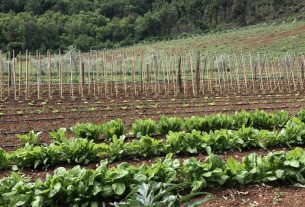 Cerco manutenzione tuttofare/agricoltura e pulizie quotidiane