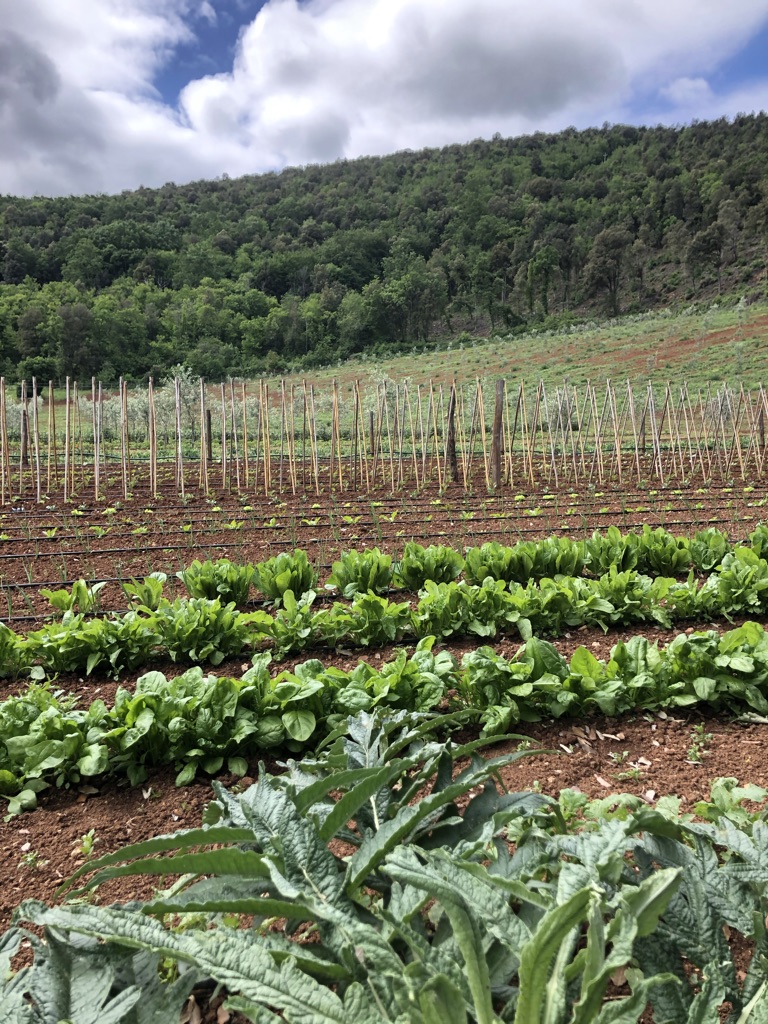 Cerco manutenzione tuttofare/agricoltura e pulizie quotidiane