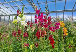 L’orto di fiori eduli biologico, bello e buono di Ilaria Positano