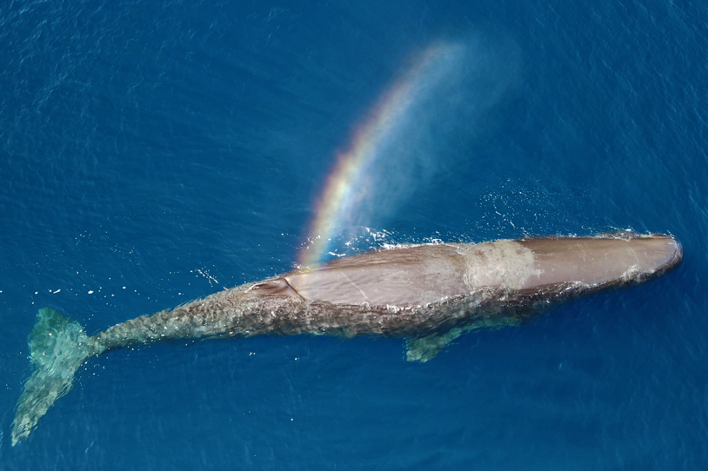 Sperm whale E. Lodigiani Tethys