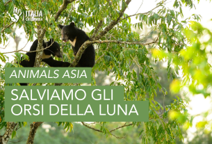 AnimalsAsia e gli orsi della luna: “Salviamo queste creature da una vita di torture”