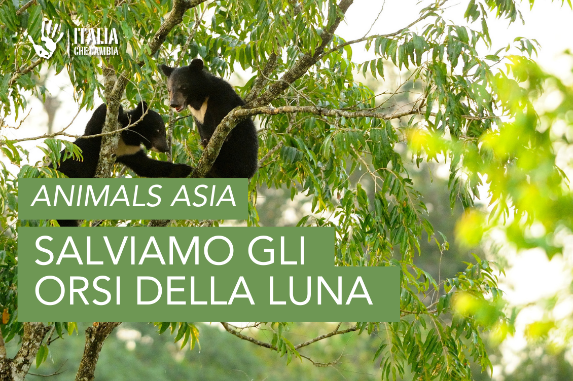 AnimalsAsia e gli orsi della luna: “Salviamo queste creature da una vita di torture”