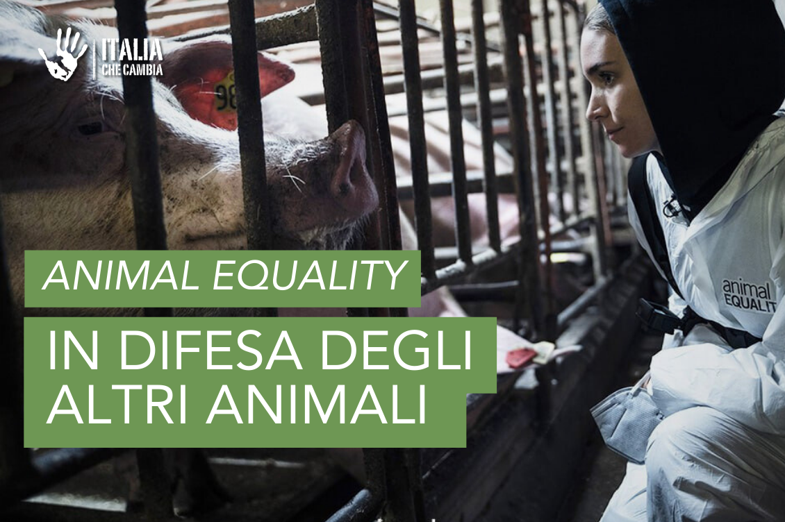 Animal Equality: mettiamo fine all’orrore, attiviamoci per gli altri animali
