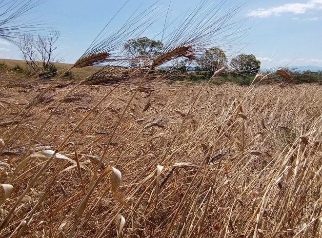 1 campo di grano