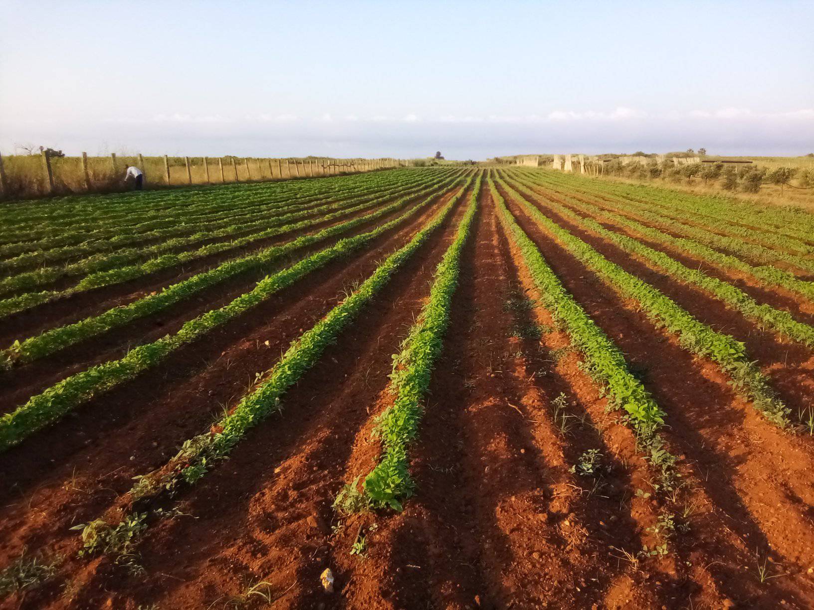 CapoGranitola Azienda Agricola Bio1