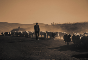 Da pastori a cowboys, il passo è breve: come l’allevamento è cambiato in Sardegna