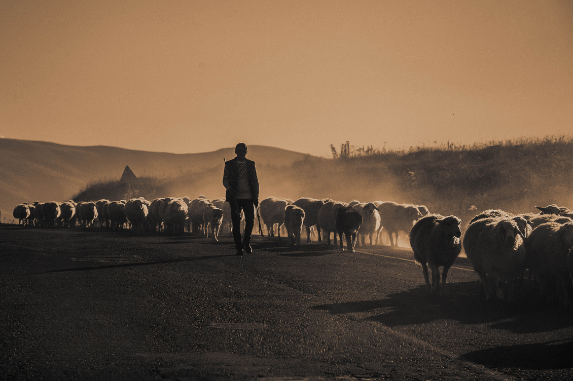 Da pastori a cowboys, il passo è breve: come l’allevamento è cambiato in Sardegna