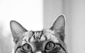 gatto
