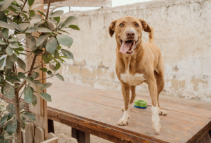 Il rifugio ARPAD, una casa sicura per tutti i cagnolini in difficoltà