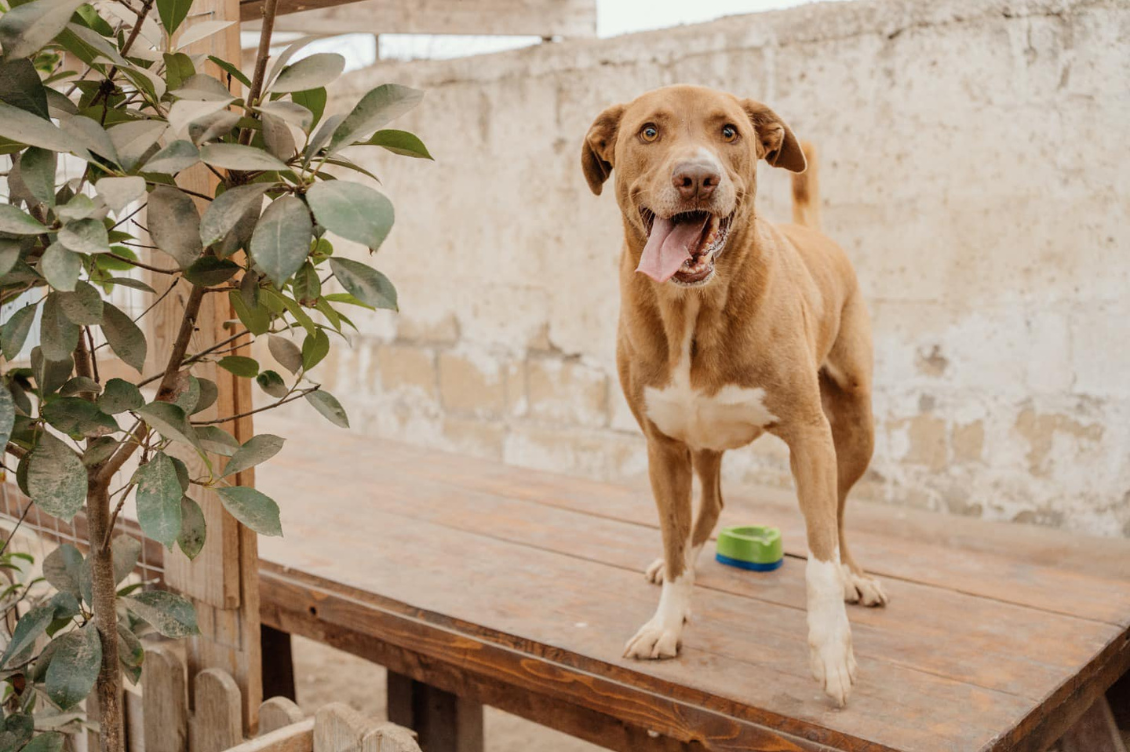 Il rifugio ARPAD, una casa sicura per tutti i cagnolini in difficoltà