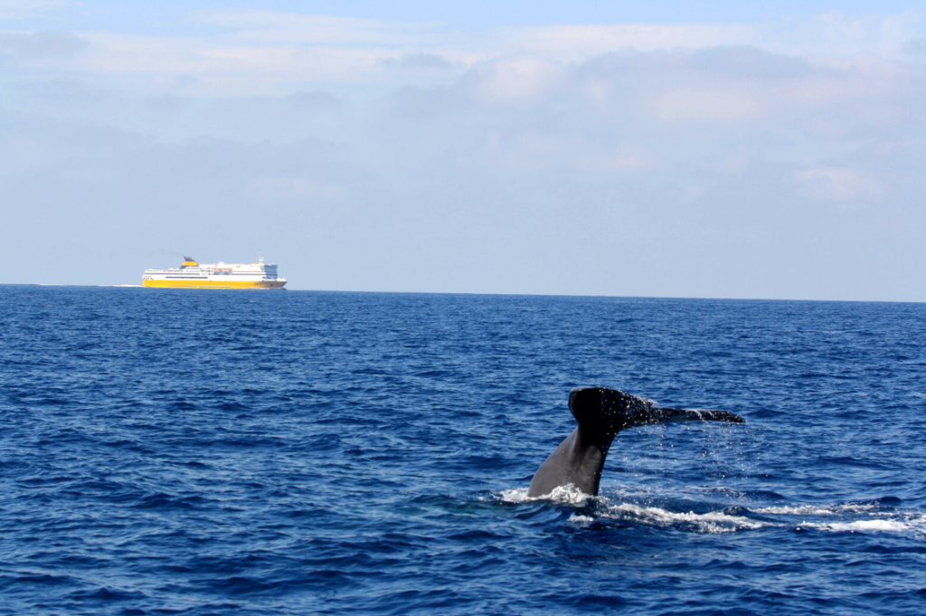 Crociere e collisioni con grandi cetacei