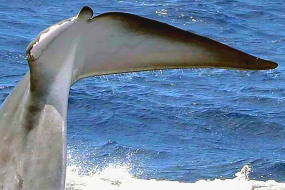 Le crociere minacciano balene, delfini e habitat fragili. Come fare a proteggerli?