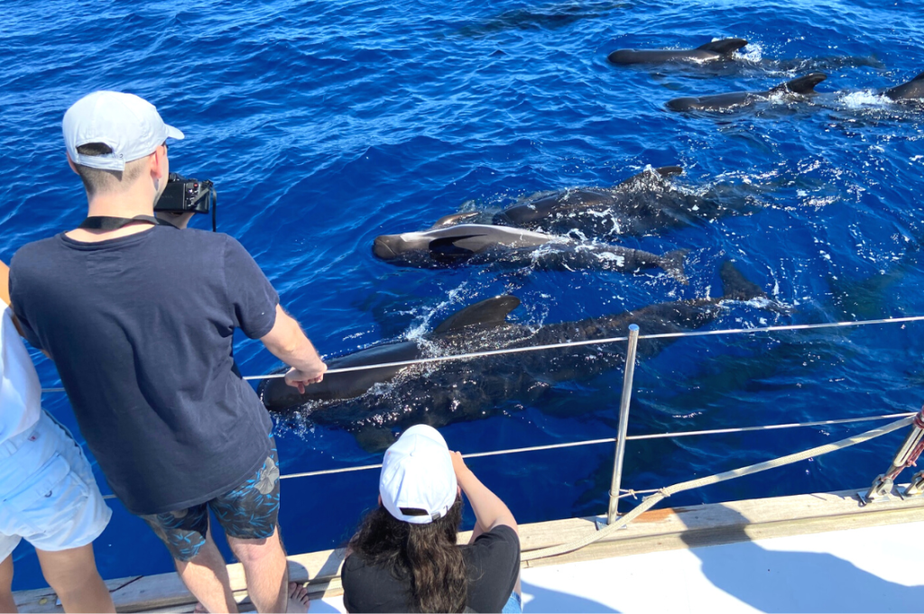 Crociere e collisioni con grandi cetacei