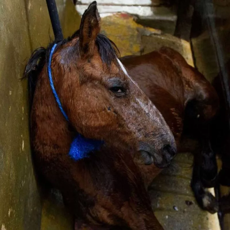 Animal Equality: Fermiamo la macellazione dei cavalli