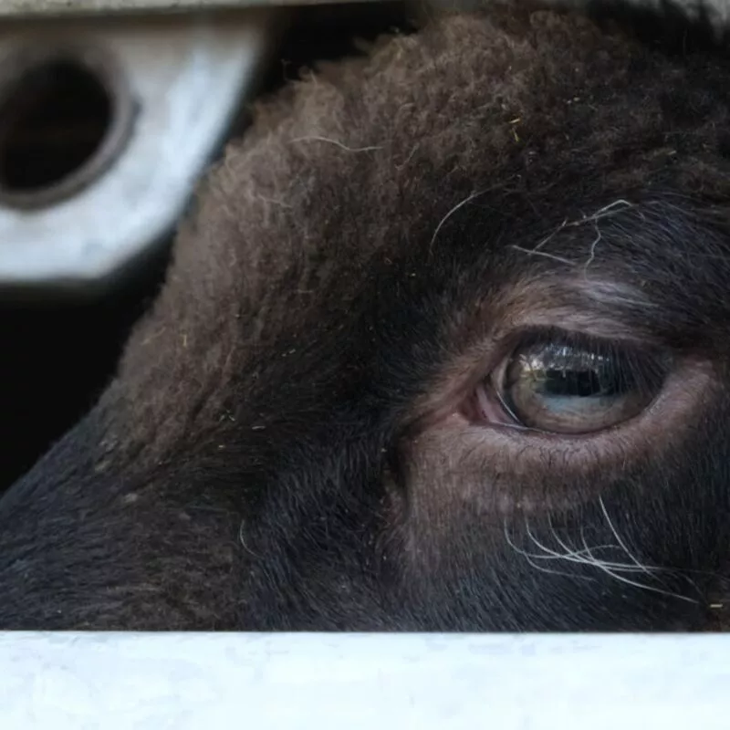 Animal Equality: stop al trasporto di animali vivi