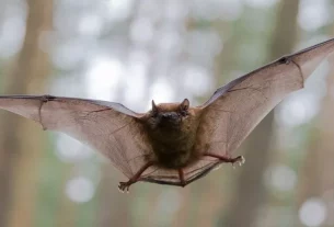 Chiara Grasso: Bat Box, ecco come aiutare i pipistrelli e sconfiggere le zanzare