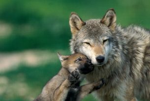 LAV: difendiamo i lupi dal più grande attacco alla fauna selvatica!