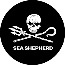 Sea Shepherd: le campagne in difesa dei mari