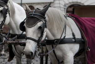 OIPA: stop definitivo alle carrozze trainate da cavalli