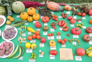 Coltivare Condividendo: “Salvaguardiamo i semi tipici dall’attacco dei nuovi OGM”