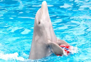 LAV: zoo e delfinari, quando il dolore non può essere piacere
