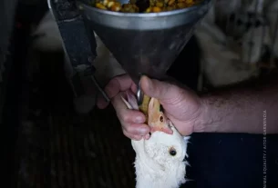 Animal Equality: Foie gras, stop alimentazione forzata!