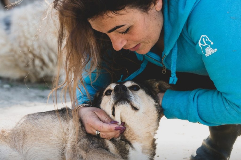 lega del cane