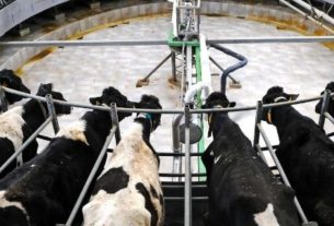 LAV: tutto su mucche e vitelli