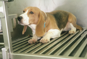 LAV: il punto sulla vivisezione e gli animali nei laboratori