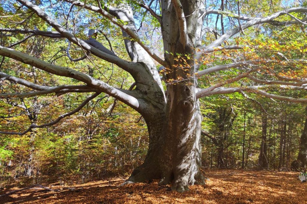 Alberi Monumentali