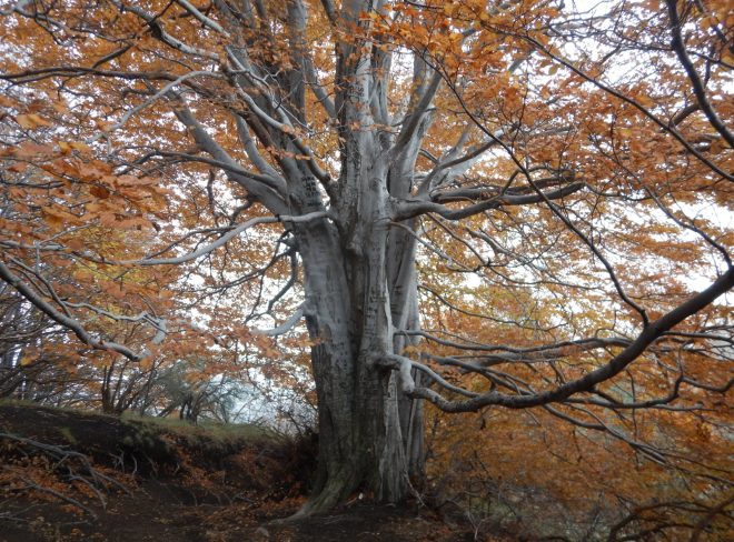 Alberi monumentali, in Sicilia sono 311 i tesori vegetali da tutelare